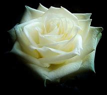 Image result for White Rose in Bloom