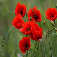 Image result for Red and Black Poppy Flowers