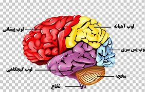 Image result for Brain Anatomy Nervous System