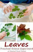 Image result for Green Leaf Template Preschool