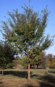 Image result for Lace Elm Tree