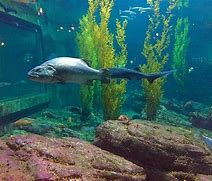 Image result for Monterey Aquarium Building