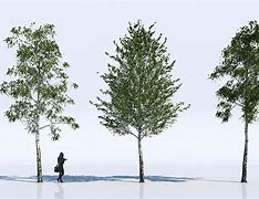 Image result for Tree 3D Model Free