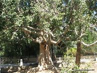 Image result for Sycamore Tree Jericho