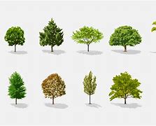 Image result for Cartoon Pine Tree Vector