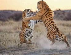 Image result for Bengal Tiger Fighting