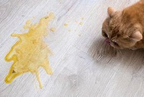 Image result for Cat Vomit Dark Brown Liquid