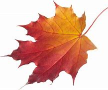 Image result for Fall Single Leaf Wallpaper HD