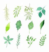 Image result for Individual Watercolor Leaf