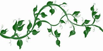 Image result for Vine Leaves Drawing