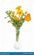 Image result for Bright Colored Flowers