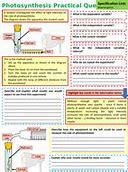 Image result for Science Photosynthesis Worksheets