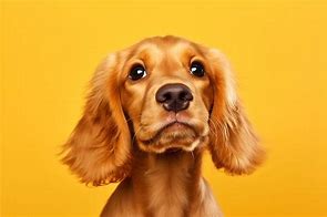 Image result for Lemon and White Cocker Spaniel