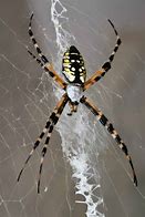 Image result for Orb Weaver Spider Pet