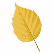 Image result for Birch Leaf Clip Art