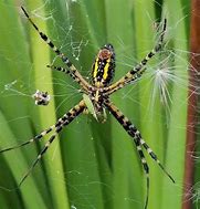 Image result for Yellow Spider Identification