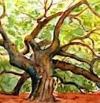 Image result for Angel Oak Tree Clip Art