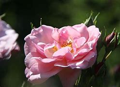 Image result for Faux Garden Roses White