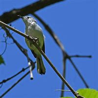 Image result for Gray Cardinal Bird