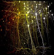 Image result for Brain and Neurons