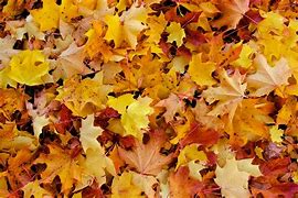 Image result for Jungle Leaf Pile