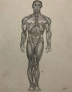 Image result for Male Anatomy Drawing Tips