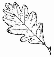 Image result for Oak Leaf Sketch