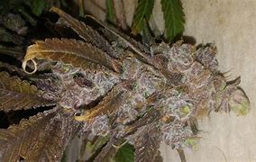 Image result for Sweet Tooth Strain