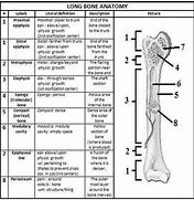 Image result for A Human Chart From the Highest to Lowest