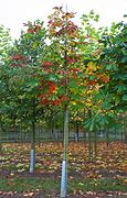 Image result for Common Horse Chestnut Tree