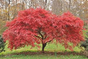 Image result for Red Maple Tree Roots