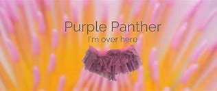 Image result for Purple Panther Roaring