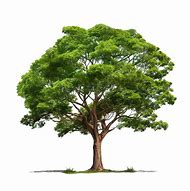 Image result for Big Tree Branch Icon