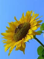 Image result for Sunflower Wedding Decorations