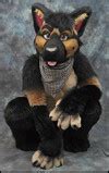 Image result for Large Breed German Shepherd