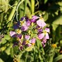 Image result for Wild Radish Edible