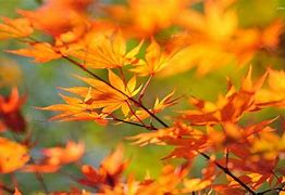 Image result for Autumn Leaves Branch