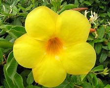 Image result for Fall Blooming Yellow Flowers