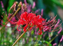 Image result for Brown Flowers in Japan