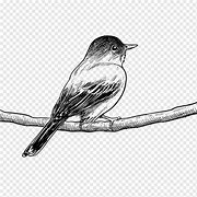 Image result for Bird On Branch Drawing