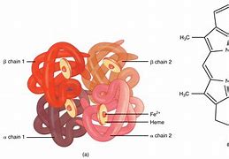 Image result for Linear Regression Model for Haemoglobin