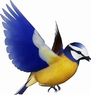 Image result for Bird Collage Art