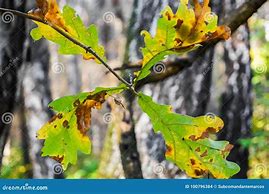 Image result for Autumn Oak Leaves