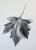 Image result for Leaf Pencil Drawing