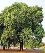 Image result for Golden Chain Tree