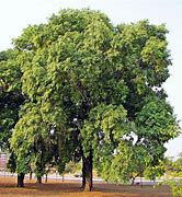 Image result for Best Knobby Spooky Tree