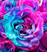 Image result for Anniversary Roses Display