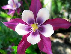 Image result for Bright Colored Flowers