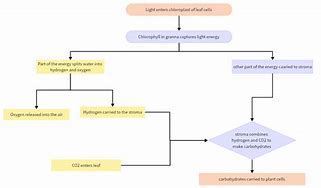 Image result for Photosynthesis Animation Diagram