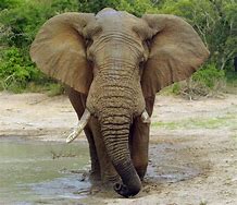 Image result for Elephant Trunk Tree